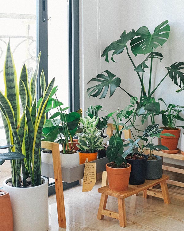 Feng Shui Tips- Use Plants That Can Contribute to Air Purification