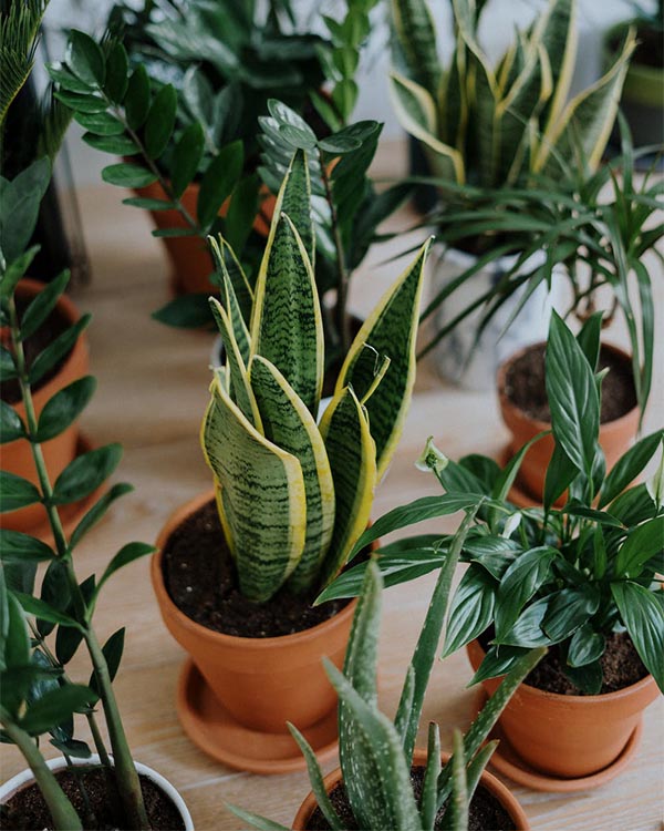 Feng Shui Tips- Use Plants That Can Contribute to Air Purification