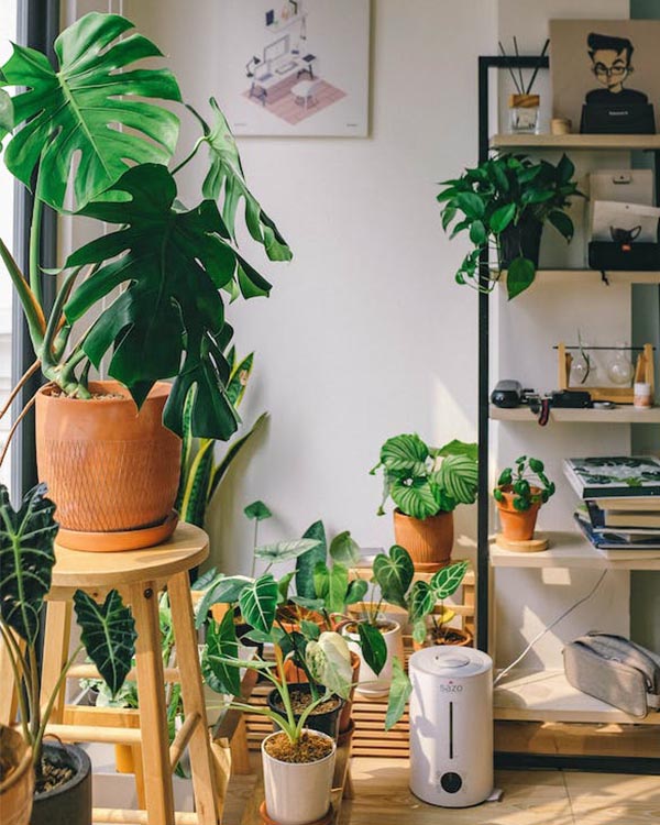 Feng Shui Tips- Use Plants That Can Contribute to Air Purification